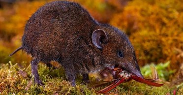 Замість голок м'яка шерстка: вчені виявили нові види їжаків (фото)