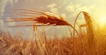 Що посіємо? Як в Україні проходить осіння посівна