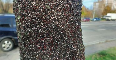 "Похоже на фильм ужасов": в Киеве заметили полчища необычных насекомых