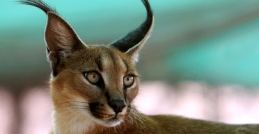 Найкрасивіша кішка в світі. Хто такі каракали і чому вони доступні не всім