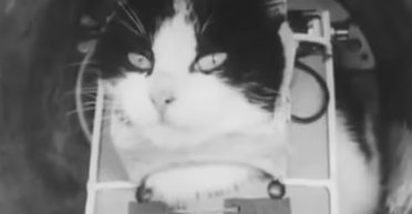 Перша кішка в космосі: як бездомна тварина з Парижа полетіла подалі від Землі (фото)