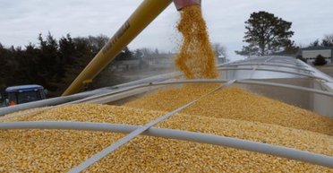 Аграрная махинация. Почему страны-соседи заблокировали экспорт украинского зерна