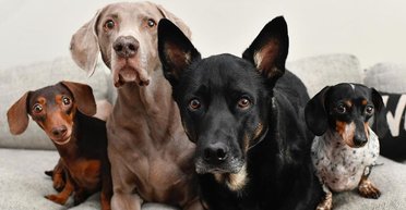 Плата за каждое животное: в итальянском городе вводят "туристические налоги" для собак