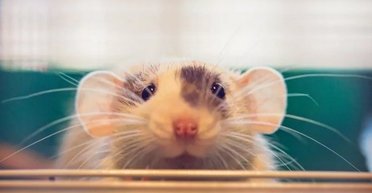 Забудьте о сыре: австралийские мыши проявили себя с неожиданной стороны