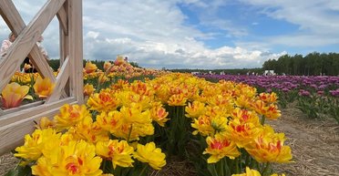 До +24: прогноз погоди в Україні на завтра, 21 травня (карта)