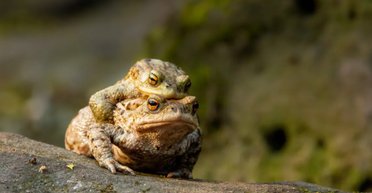 Апокаліпсис у Німеччині: тисячі жаб вибухнули загадковим чином, що сталося насправді