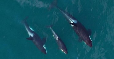 Рвут друг друга на части: самый жестокий кит в океане практикует каннибализм (фото)