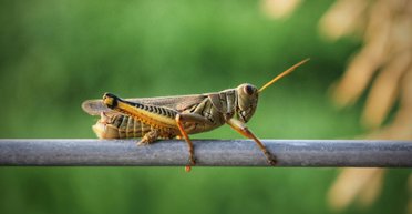 Саранча в Украине: ученый рассказал, откуда взялись насекомые и стоит ли паниковать