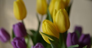 Інтерес знизився: скільки українців святкують Міжнародний жіночий день, — опитування