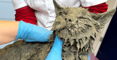 Ледь не забетонувався: перехожі врятували повністю покритого цементом кота (фото)