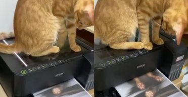 Кот-секретарь случайно отксерил себя в офисе: получились "достоверные документы" (видео)