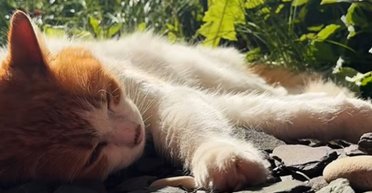 Кішка повернулася з вулиці з "сюрпризом" для господині на хвості: що вона знайшла (фото)