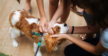 Какие собаки дольше всех живут: 7 пород, известные долголетием и преданностью