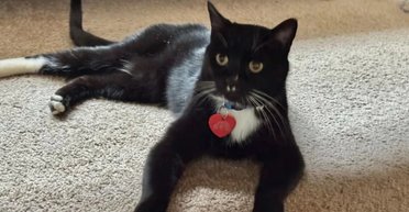 Кот 5 месяцев выживал в горах с дикими животными: как он нашел путь домой (фото)