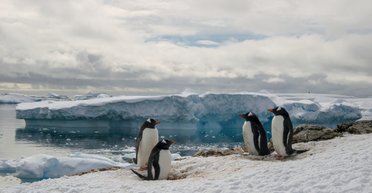На станції Вернадського пінгвін крав каміння з чужого гнізда: чому вчених це зацікавило (відео)