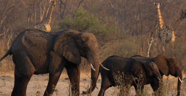 "Слонов больше, чем необходимо": в Зимбабве собираются убить 200 животных, чтобы накормить людей