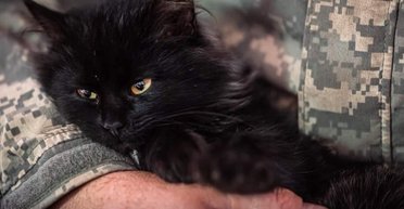 "Грызут даже оружие": Украина отправляет на фронт котов для борьбы с мышами, — Bild