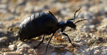 В Украине заметили токсичного жука: что это за насекомое и какую угрозу несет для человека (фото)