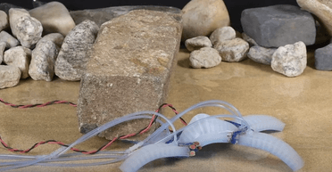 Похож на геккона: ученые создали робота, который может при необходимости "откидывать" конечности (видео)