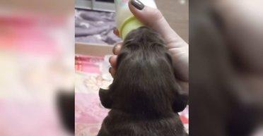 Щенки начали скулить: в Харькове ракета прилетела рядом с питомником с лабрадорами (видео)