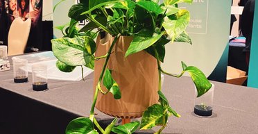 Рослини можуть мати свідомість: їх потрібно приспати, щоб з'ясувати це