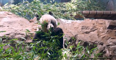 "Свидетельствует о потеплении": Си Цзиньпин возобновил "эру пандовой дипломатии" с США, — СМИ (видео)