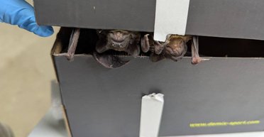 В Полтаве более 200 летучих мышей залетели в квартиру через окно (видео)