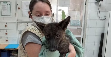 "Дивовижна тварина": перший у світі гібрид собаки й лисиці збила машина (фото)