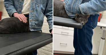 Шокуючий рахунок від ветеринара: господиня кота заплатила $500 за два слова (фото)