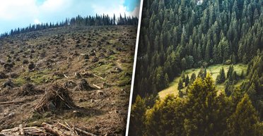 Війна, якої не видно: хто і як нищить Карпати в тилу