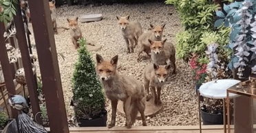 Булочки щодня: британка годує одну й ту саму "сім'ю" лисиць протягом 25 років (відео)