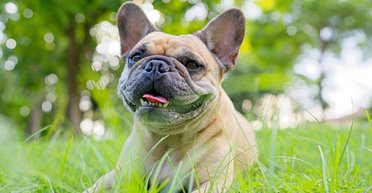 Французский бульдог взорвал интернет: пес заработал $1 400 необычным способом (фото)