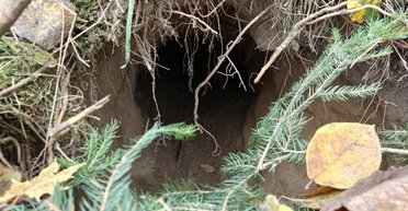 Польские пограничники обнаружили туннель на границе с Беларусью (фото)