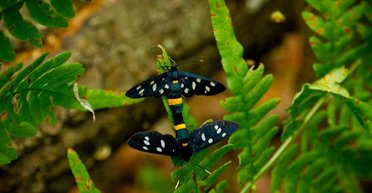 В Украине можно увидеть яркую, но токсичную бабочку: где именно они водятся