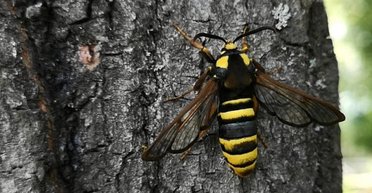 На Киевщине мужчина разрушил гнездо шершней и поплатился жизнью, — полиция (фото)