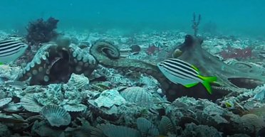 "Кайдашева сім'я" гризеться під товщею океану: восьминоги кидаються мушлями один в одного (відео)