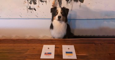 Шансы Украины на Евро-2024: животные-оракулы делают прогнозы