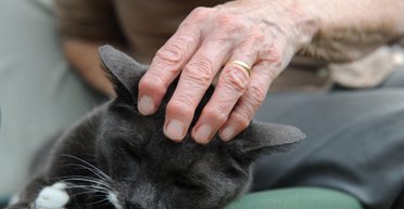 Строго по регламенту. Ученые рассказали, как правильно гладить котиков