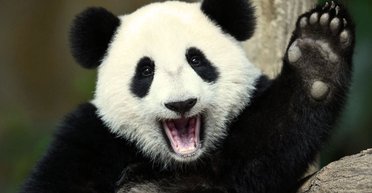 Я вам панду привезу! Креативные избирательные кампании не всегда приводят к победам