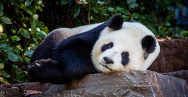 Китай отправит в Австралию новую пару гигантских панд в знак потепления отношений