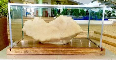 Найбільша перлина у світі: рибалка протягом 10 років спав поруч зі скарбом на $100 млн