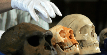 Вымирание хоббитов: кто на самом деле уничтожил жителей острова Флорес