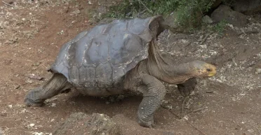 Отец 900 детей: самец черепахи помог спасти свой вид от вымирания