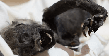 "Тварина Франкенштейн": учені продовжують досліджувати загадкову мумію "русалки" (фото)