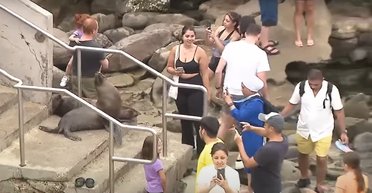 Почали кричати й тікати: морські леви атакували "нахабних" туристів (відео)