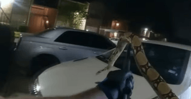 Бодікамера зафіксувала боротьбу поліцейського з величезною змією на парковці на відео