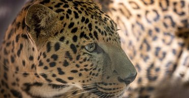 В Одессе леопард напал на сотрудника зоопарка: человек в реанимации, хищника застрелили (фото)