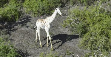 Єдина у світі біла жирафа має трагічну історію (фото)