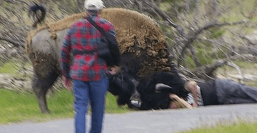 "Незабутнє фото": турист хотів зробити селфі з бізоном і поплатився за це (фото)