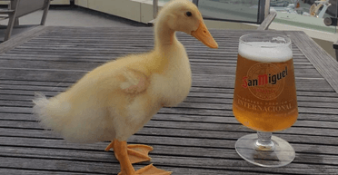 Пернаті друзі: чоловік купив двох качок і всюди бере їх із собою (фото)